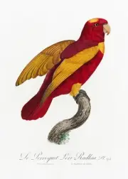 Plate No. 94 Red-and-Gold Lory History of Parrots by Francois Levaillant Repro