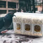 Food Dispenser Pigeon Feeder Anti-spill Box Travel Dove Bird Quail Supplies