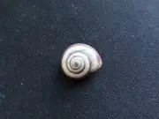 #0063 Helicidae Helicella Virgata, De Panne Belgium, 13.8mm land snail shell
