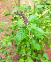 Dried Tulsi Leaves Pure Organic Herb Teuiflorum Ocimum Sanctum-Holy basil leaves