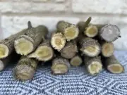 Bois d’arc Whittling Stick (1)—Great For Knife, Hatchet And Tool Handles
