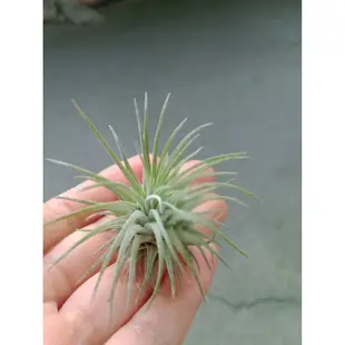 新到貨 空氣鳳梨 海膽 Tillandsia Fuchsii var.fuchsii⚡⚡