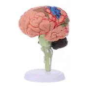 4D Disassembled Anatomical Human Brain Model Anatomy Medical Teaching Tool Statu