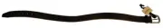 Magellan Plain Black Strap Men's Belt: Small