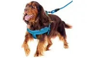 Blue Adjustable Dog Harness Leash Set Mesh Pet Puppy Vest Lead For Medium Large Dog