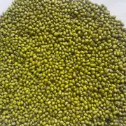Mung Bean Seeds For Sprouting Organic 100% Natural Vigna radiata For Planting