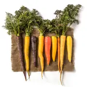Carrot - Heirloom Mix seeds