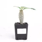 Pot 8cm Succulent Live Plant Euphorbia ankarensi Random Seeding Growth Boutique