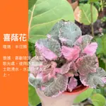 5吋 粉紅 喜蔭花 植物  多肉植物 IG 網紅 觀葉植物 網紅植物 室內植物 空氣淨化 陽台植物 高級植物