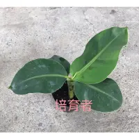 在飛比找蝦皮購物優惠-培育者～香蕉苗。蕉苗。90公分矮蕉  。一口蕉。香氣重。特別