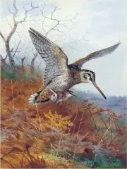Woodcock and Young Accent Tile Mural Kitchen Bathroom Wall Backsplash Ceramic
