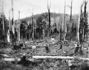 Otways Victoria 1890 - Men clearing land for a homestead Old Photo