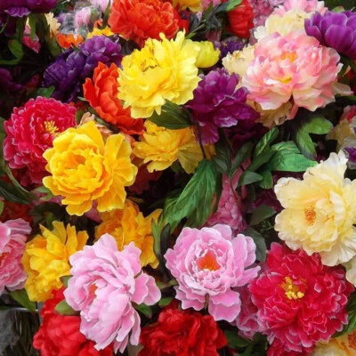 Easy to Plant Persistent in all Seasons Peony Seeds Garden Plant Flower Outdoo ^