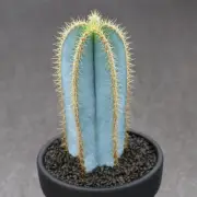 High 10-11cm cactus Pilosocereus magnificus cactus Home Decor beautiful plant