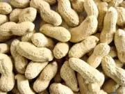 Wildlife-Raw Peanuts In Shell 5LBS