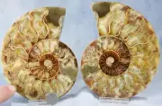 Large Ammonite Pair Great Crystal Cavity 110myo Fossil 135mm XXLarge 5.3" 4349cc