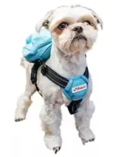 Balbari Dog Backpack Harness No Pull Harness Small Sky Blue
