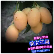 美女芒盆栽【馬勇七】芒邦/枇杷芒/瑪麗安梅、全世界最好吃的芒果品種 水果苗