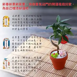 【迎光】豬事大吉+鯉躍龍門陶瓷植栽(兩款任選) (7折)