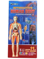 Interrative Human Body Assemble The Skeleton 3d Model