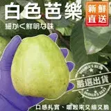 【果農直配】燕巢牛奶珍珠芭樂大顆(約20斤/箱)