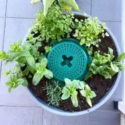 Wine Barrel Compost Herb Garden