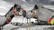 Camel Kiss Modern Canvas Black and white Print Picture Home Wall Art Decor