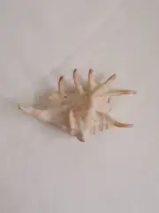 Natural conch shells spider shell 13cm