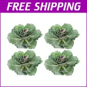 Lifelike Cabbage Plants - 4 Piece Set for Kitchen & Dining Room Centerpieces