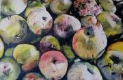 ORIGINAL water colour 20" x 13" apples cider YouTube Marilyn Allis
