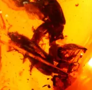 4 Beetles with Bivalve Seashells in Burmite Amber Fossil Gemstone Dinosaur Age