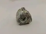 Fossil Vertebrae Suspect Theropod Dinosaur