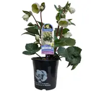 180mm Hellebore Moondance - Helleborus hybridus