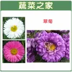 【蔬菜之家】H21.翠菊(蜜蕾，混合色，高25CM)種子 (共兩種包裝可選)