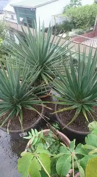 在飛比找Yahoo!奇摩拍賣優惠-索科特拉龍血樹（Dracaena cinnabari）