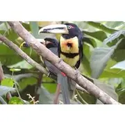 Save 4.99%! Mindo Cloud Forest Private Day Tour