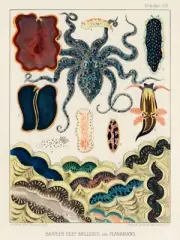 12800.Poster print.Room Wall design.1893 Great Barrier Australian Reef.Molluscs