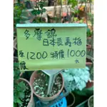 多摩錦 日本長壽梅  原1200特價1000