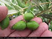 Olive Azapa Tree - Olea europaea