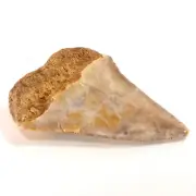 Fossil Mako Shark Tooth Isurus hastalis (EA7783) Nth Carolina USA.