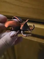 Flexi Articulated Beetle – 3D Printed Poseable Bug Figurine, Gift for Him or Her