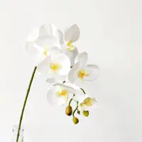 在飛比找ETMall東森購物網優惠-仿真品質9頭白色蝴蝶蘭 花藝設計假花北歐餐桌裝飾花藝軟裝婚慶