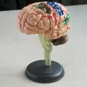 4D Disassembled Anatomical Human Brain Model Anatomy Model Teaching Best
