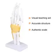 Hand Joint Skeleton Model Detachable Human Hand Teaching Model With Base CHU
