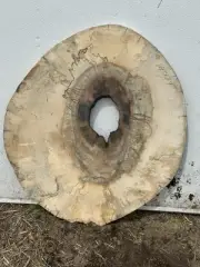 Spalted Black Line Maple Burl Tree Slice Cookie Cut 29x25x1 12-14% Mc
