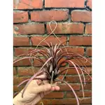 空氣鳳梨-卡比他他多明尼加X福果小精靈 TILLANDSIA TIMM’S OUTBURST