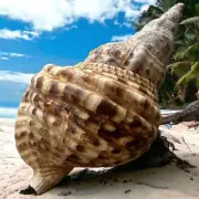 Rare Mega Conch Seashell Natural Brown Pattern Large Vintage Sea Snail Shell