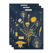 3x Cavallini Paper Poster Prints/Gift Wrap Wall Art 50x70cm Dandelion Chart