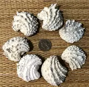 7 FLORIDA ARCINELLA CORNUTA FOSSIL SEA SHELLS CRAFTING OR COLLECTING