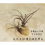 卡比他他 多明尼加 TILLANDSIA CAPITATA DOMINGENSIS “稀有”“曬太陽葉子會變紫色” 空鳳